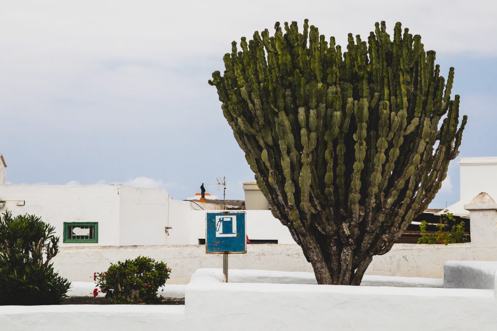 lanzarote albero